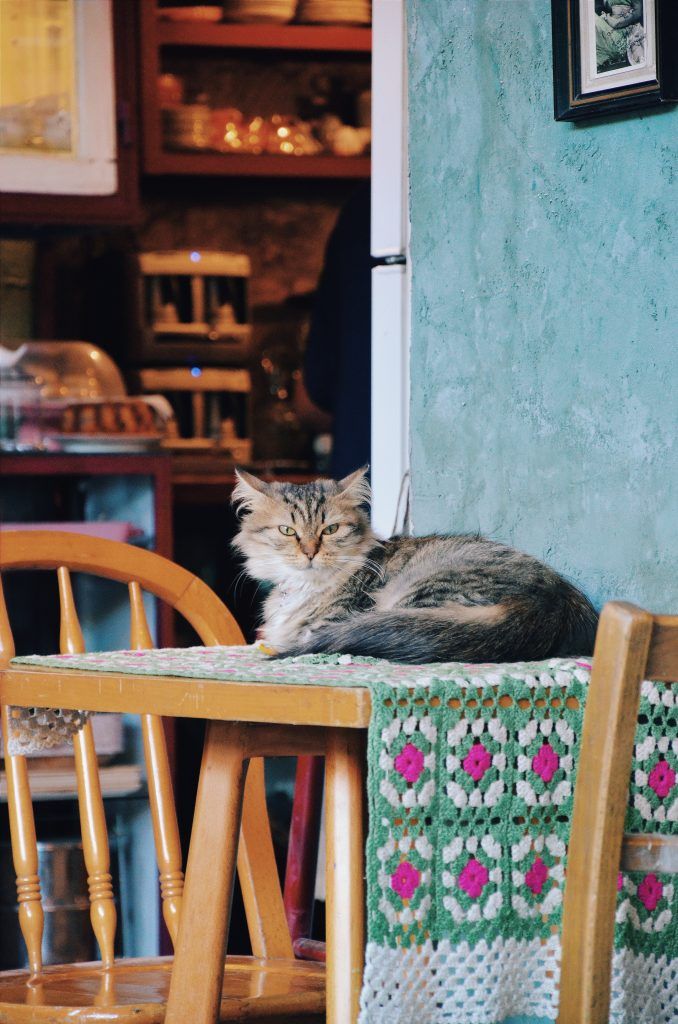 Gato en cafetería de Estambul