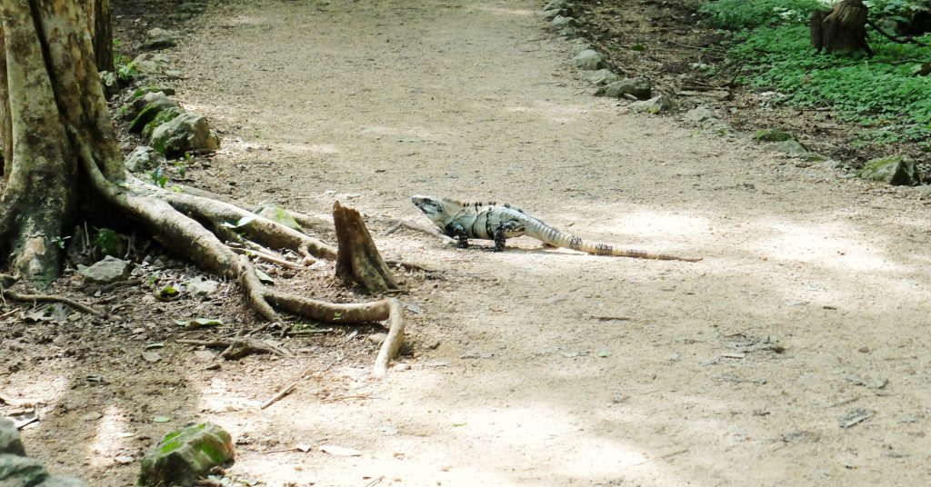 Animales en Rivera Maya México