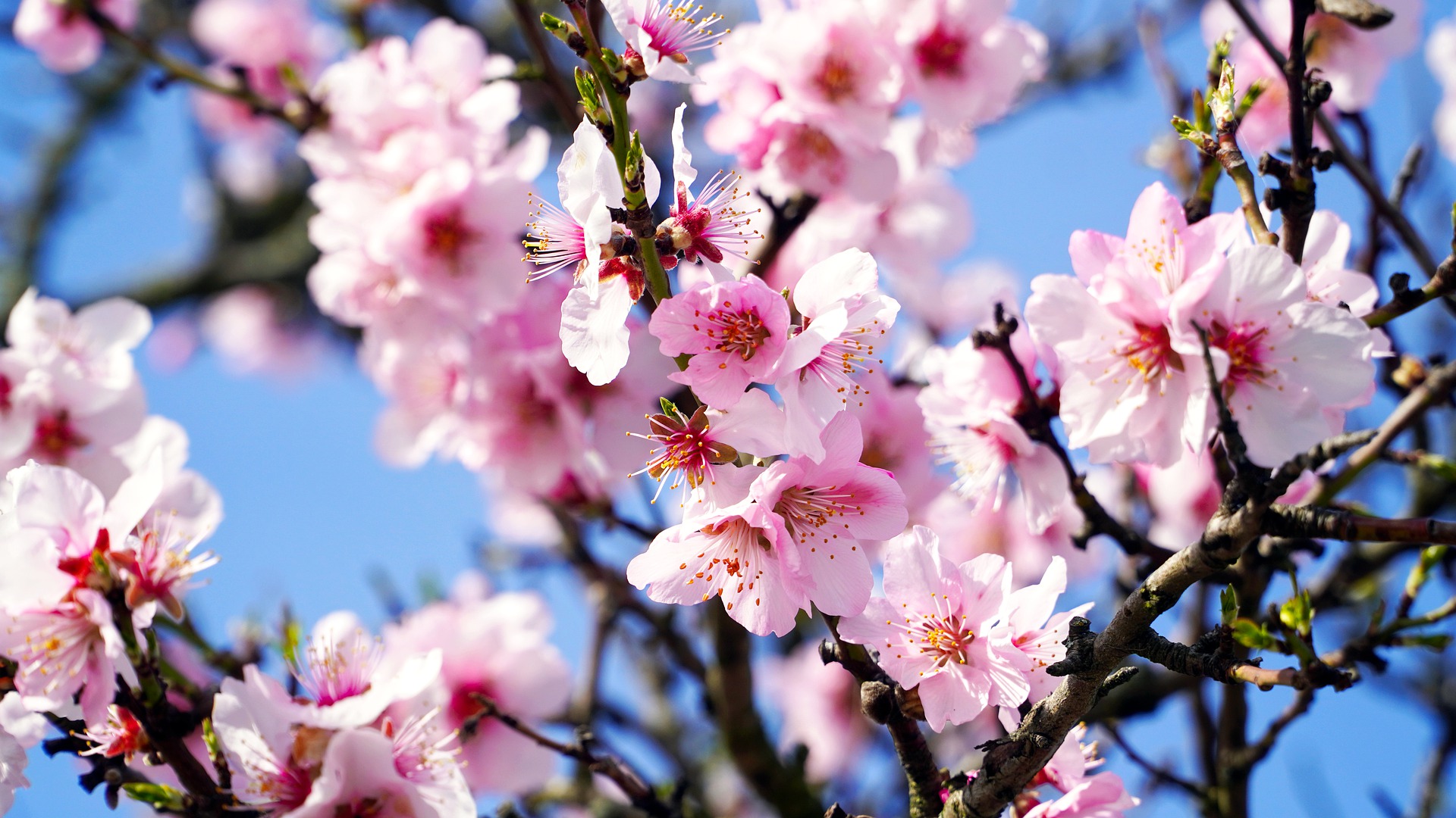 Las Mejores Rutas para Disfrutar de los Almendros en Flor en Alicante -  MissCircunstancias