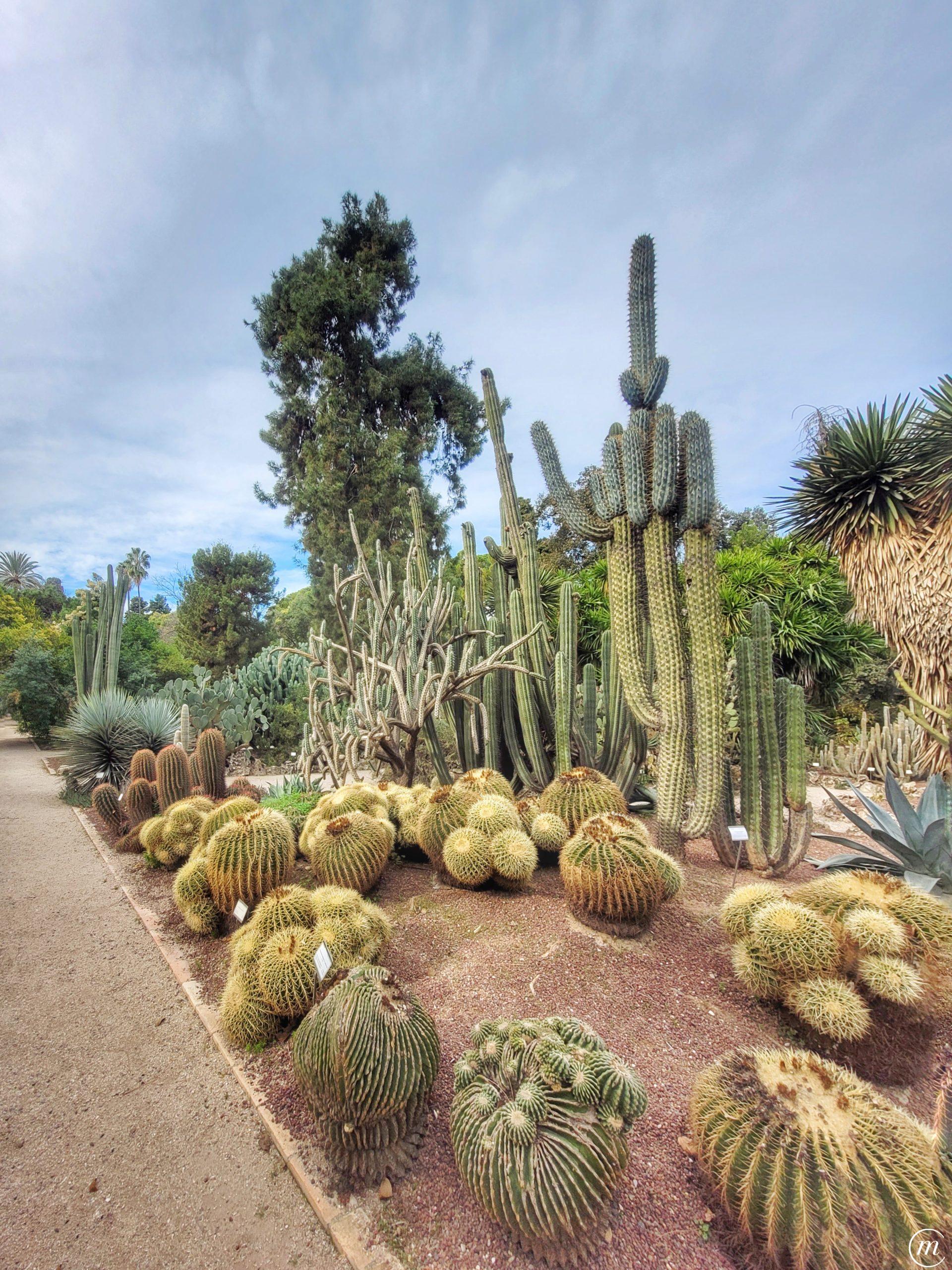 Cactus Jardín Botánico de Valencia